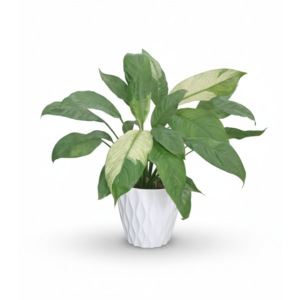 peace lily variegated