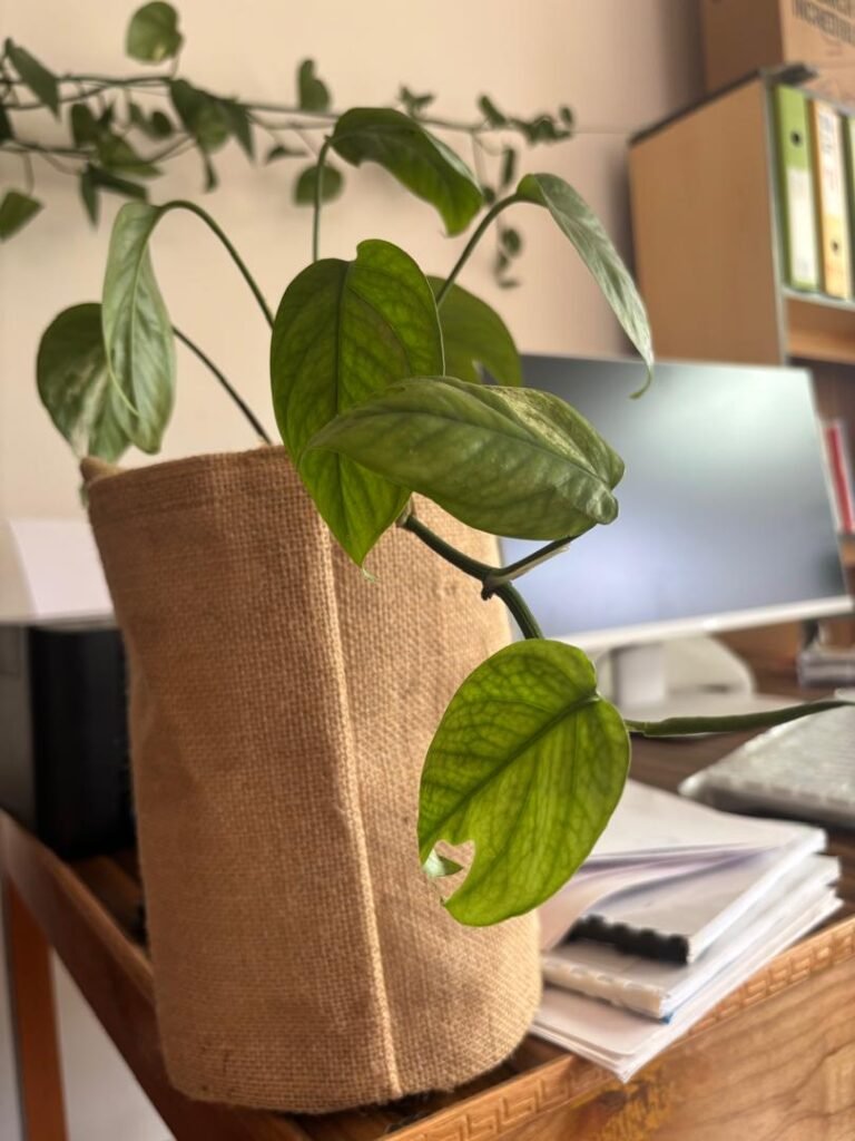 whatsapp image 2025 12 27 at 12.55.43 pm