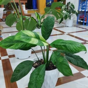 metal hanging lights