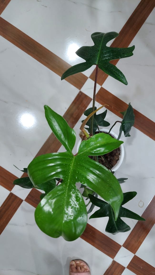 wooden vases wooden vases