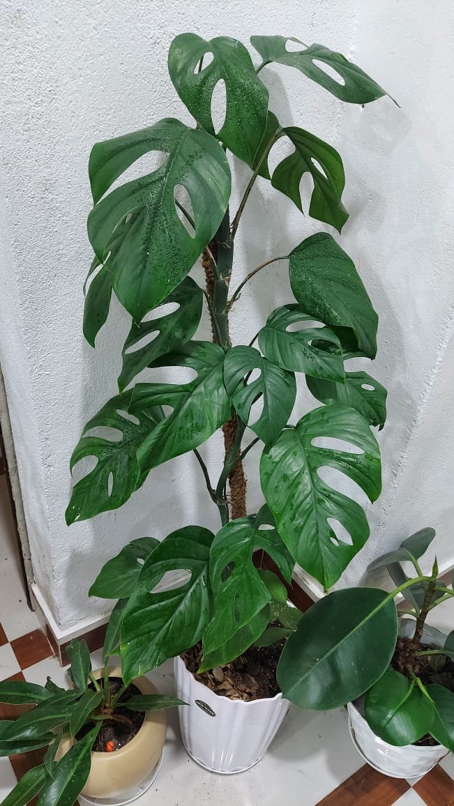 fresh organic honey fresh organic honey