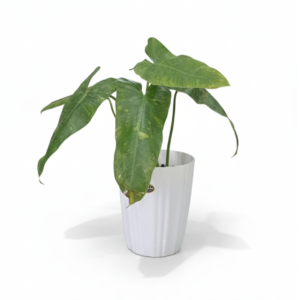 phileodendron billitae