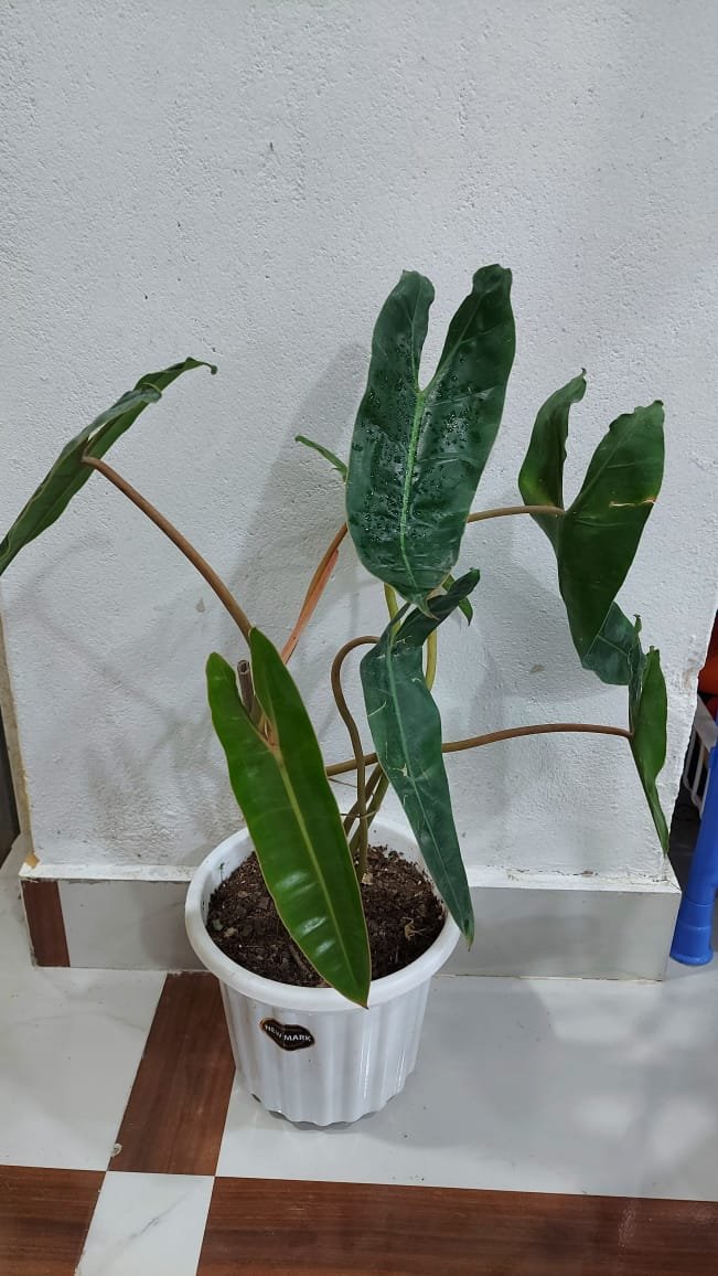 phileodendron billitae phileodendron billitae