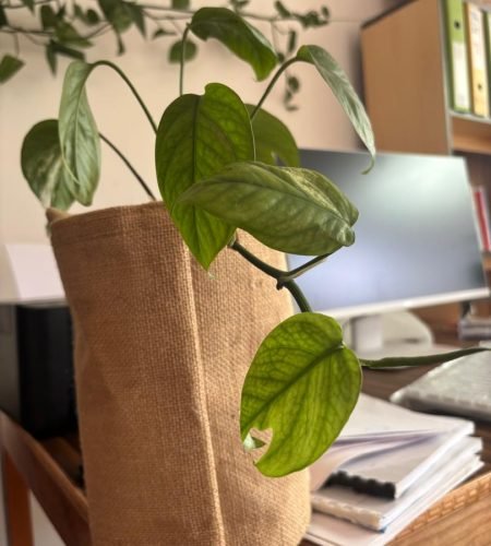 whatsapp image 2025 12 27 at 12.55.43 pm